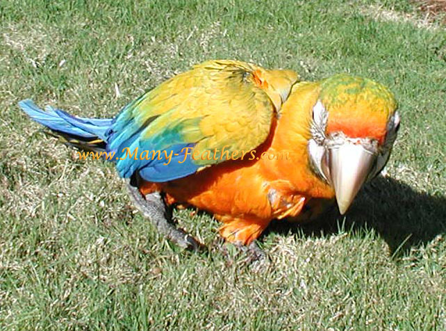 3rd generation hybrid macaw, Sundance