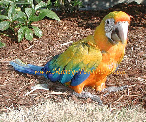 3rd Generation hybrid Camelina Macaw, Sundance