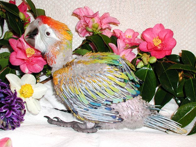 Baby  hybrid Capri Macaw, Sunkist