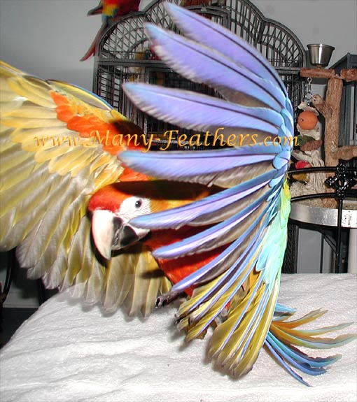 Capri Macaw, Sunkist in flight