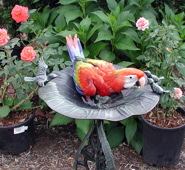 Baby Capri Macaw