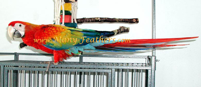 Red Dominant hybrid Capri Macaw, Flame